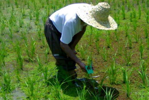 گزارش اجرای کنترل بیولوژیک سال ۹۹