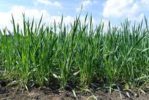 پیش‌بینی 70 هزار هکتار کشت گندم در استان بوشهر