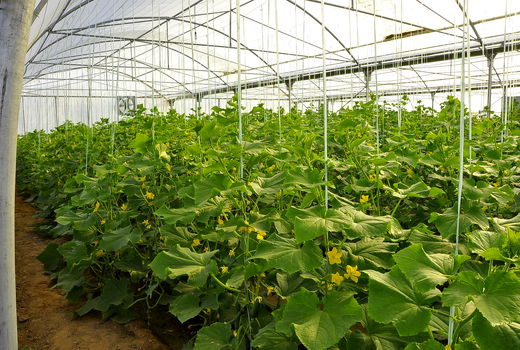 جلسه میز خدمت متقاضیان گلخانه درشهرستان بم برگزار شد.