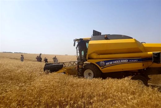 برداشت ۳۶ هزار تن گندم از مزارع استان بوشهر