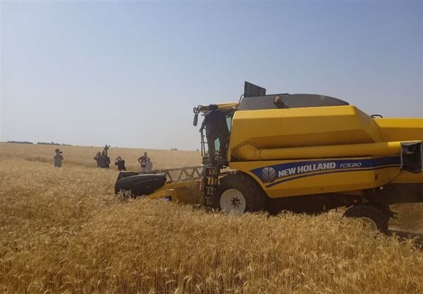 برداشت ۳۶ هزار تن گندم از مزارع استان بوشهر