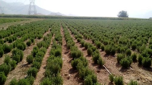 برداشت گیاه دارویی مرزنجوش در فسا 