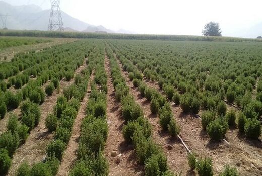 برداشت گیاه دارویی مرزنجوش در فسا 