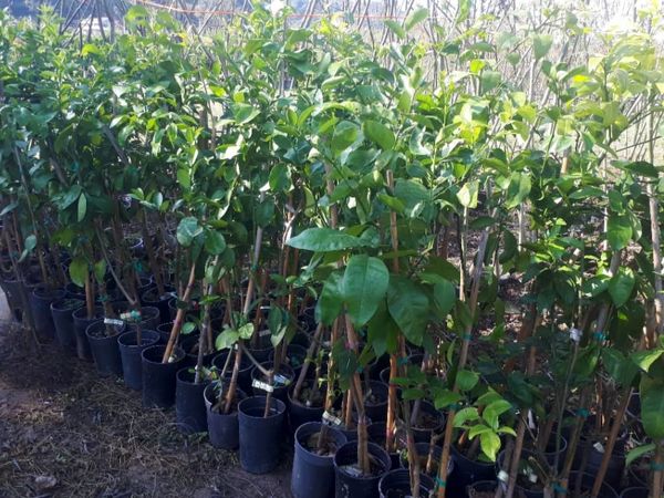 فصل جابه‌جایی نهال با تغییرات اقلیمی عقب افتاد / تأکید بر خرید نهال استاندارد از نهالستان‌های مجوزدار