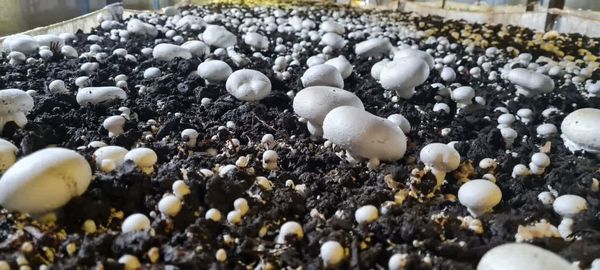 20هکتار سطح زیرکشت قارچ در آذربایجان‌شرقی / بهره‌وری 22 کیلوگرم در هر مترمربع