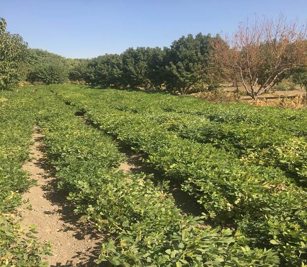 کشت بادام زمینی علاوه بر در آمدزایی به حاصل‌خیز شدن خاک کمک می‌کند