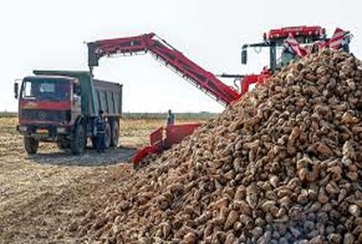 پیش‌بینی برداشت بیش از یک میلیون و 200 هزار تن چغندر قند در خوزستان