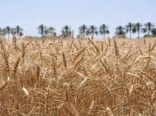 افزایش بهره‌وری گندم در دزفول