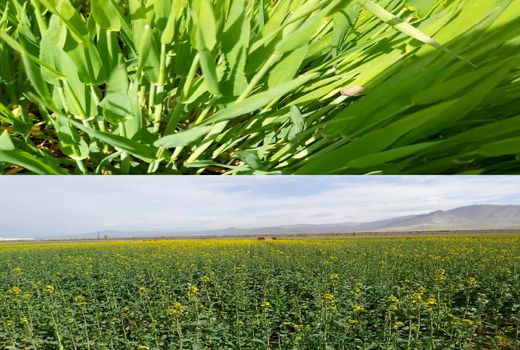 بازدید مسئولان و کارشناسان مراکز جهاد کشاورزی  از مزارع غلات شهرستان آبیک