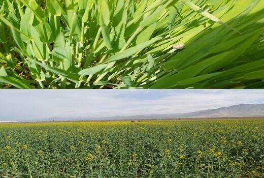 بازدید مسئولان و کارشناسان مراکز جهاد کشاورزی  از مزارع غلات شهرستان آبیک