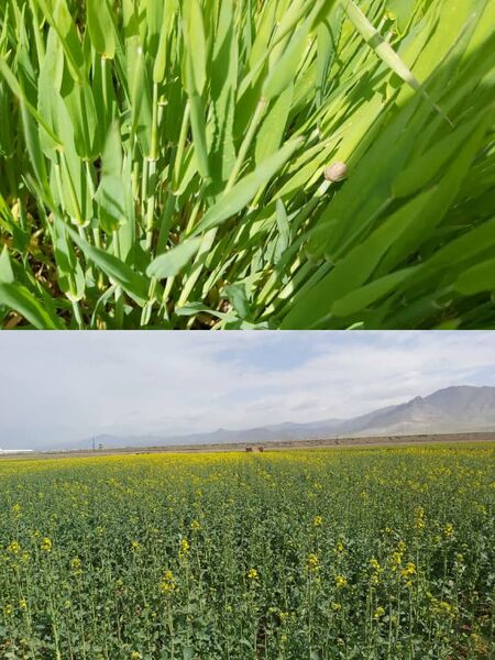 بازدید مسئولان و کارشناسان مراکز جهاد کشاورزی  از مزارع غلات شهرستان آبیک