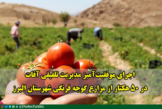 اجرای موفقیت‌آمیز مدیریت تلفیقی آفات در ۵۰ هکتار از مزارع گوجه فرنگی شهرستان البرز
