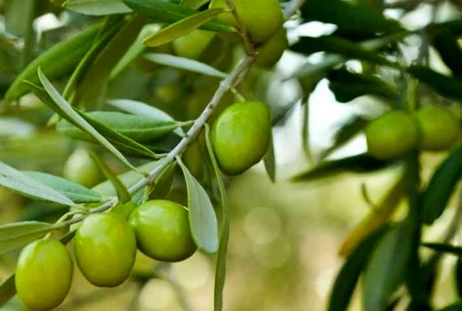 افزایش 14 درصدی تولید زیتون در بیضا
