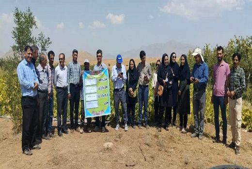 برگزاری روز مزرعه مقایسه ارقام کدو آجیلی در منطقه وردشت