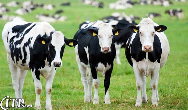 تلقیح بیش از  37 هزار  راس دام سنگین با اسپرم دام‌های پرتولید داخلی و خارجی در سال گذشته