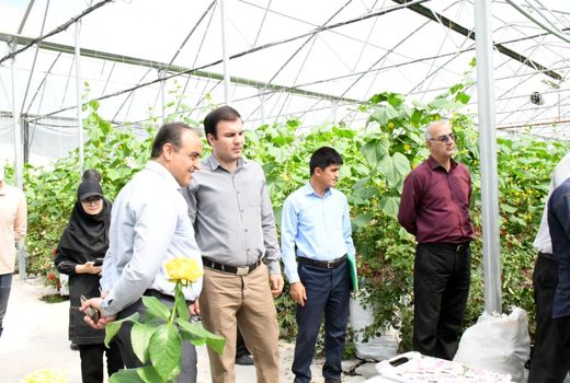برای نخستین بار در کشور تولید علوفه در گلخانه هیدروپونیک شهرستان اهر
