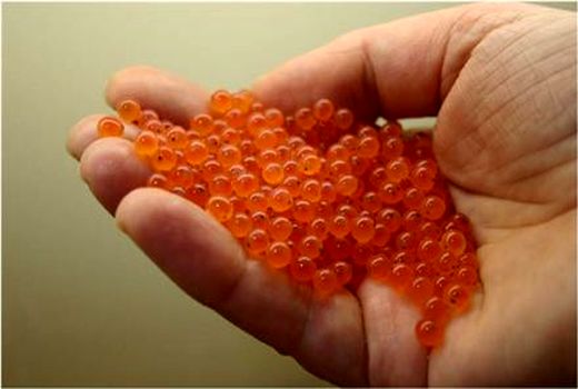 آماده اجرای فاز دوم طرح ماهی قزل‌آلای عاری از بیماری هستیم