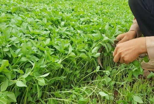 آشنایی کشاورزان خرمشهری با آفات سبزی و صیفی