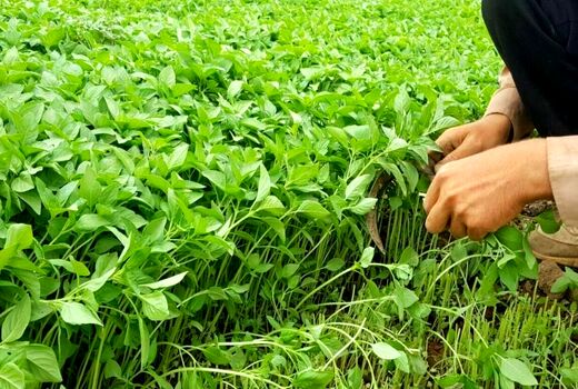 آشنایی کشاورزان خرمشهری با آفات سبزی و صیفی