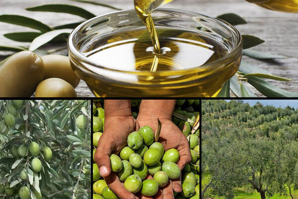 اصلاح 11.7 هزار از هکتار باغ‌های زیتون در سال 99