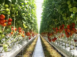 رشد تولید گلخانه‌ای در قزوین/ برداشت سالانه 9 هزار و 550 تن محصول در محیط‌های کنترل‌شده