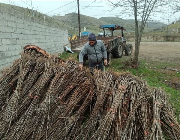 گام جدید جهاد کشاورزی آذربایجان شرقی در حمایت از نوغانداران؛ تحویل نهال‌های یارانه‌ای توت در 5 شهرستان