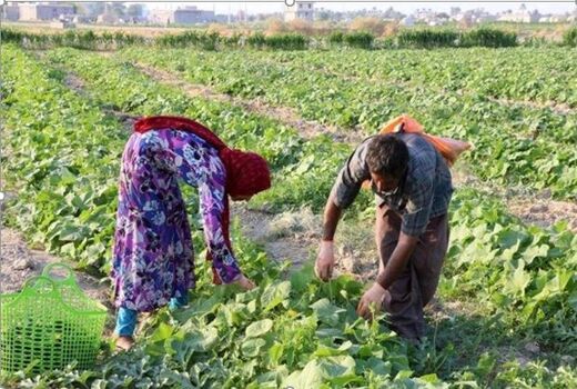 ۲۱۰ هزار تن محصول بهاره در خراسان شمالی برداشت شد