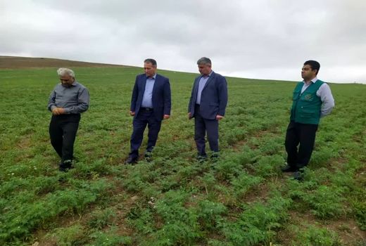 جهش 10 برابری تولید علوفه در اراضی دیم آذربایجان شرقی/ خبر خوش برای دامداران