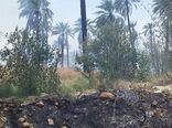 امسال هیچ حریقی در جنگل‌ها و مراتع شهرستان شاهرود رخ نداد