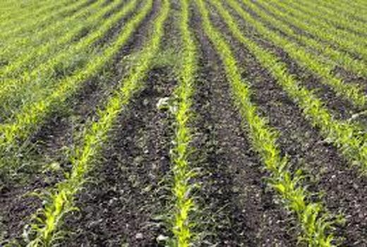 خود اتکایی در تولید روغن و تامین زنجیره غذایی دام با کشت سویا