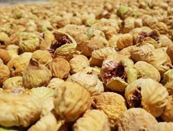 باغداران ابرکوه ۱۰ درصد بیشتر از سال قبل انجیر روانه بازار کردند