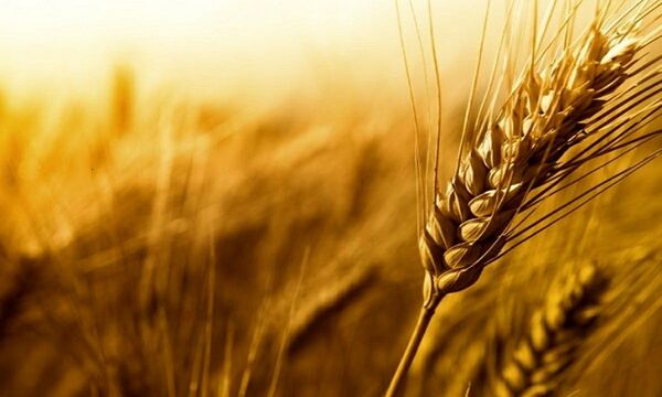 پایش مزارع استان کرمانشاه برای مقابله با شیوع آفت زنگ زرد     