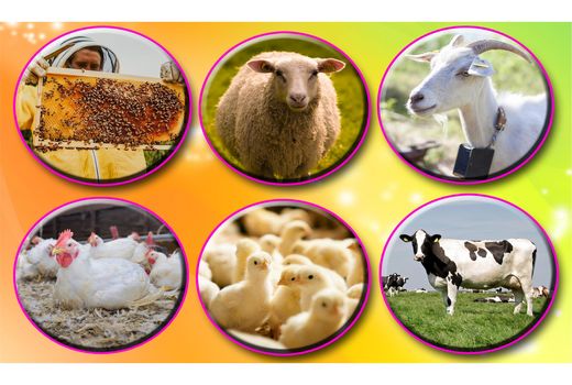 اشتغال 10 هزار نفر در صنعت دامپروری قائم شهر