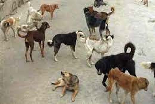 مصدومیت شدید  واکسیناتورهای خوزستان بر اثر حمله سگ