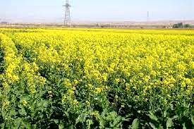 توسعه کشت دانه روغنی کلزا در خرمشهر