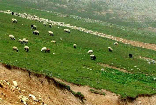 چرای دام در مراتع قشلاقی کاشان تا بیستم اردیبهشت ادامه دارد 