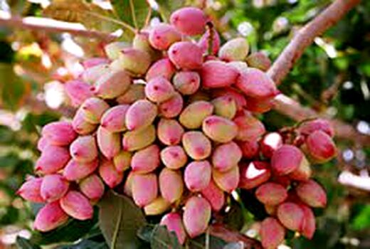 رشد تولید ۸۰ درصدی پسته در سال جاری