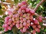 رشد تولید ۸۰ درصدی پسته در سال جاری