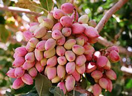 رشد تولید ۸۰ درصدی پسته در سال جاری