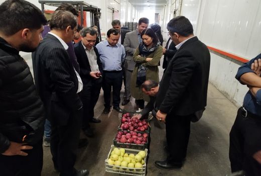 بازدید هیات وزارت کشاورزی و محیط زیست ویتنام از ظرفیت‌های تولید و صادرات سیب آذربایجان‌غربی

