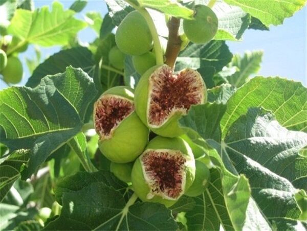 برداشت انجیر در شهرستان ارزوئیه