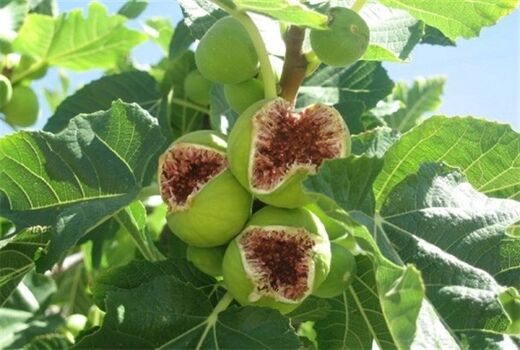 برداشت انجیر در شهرستان ارزوئیه