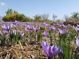 برداشت ۲۴۰ کیلوگرم طلای سرخ از مزارع شهرستان گلپایگان