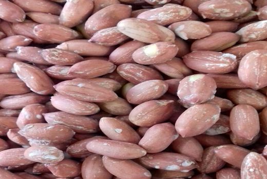 پایان برداشت بادام زمینی در گیلان با ارزش اقتصادی 770 میلیارد تومان