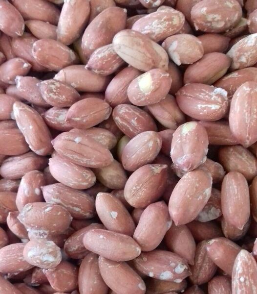 پایان برداشت بادام زمینی در گیلان با ارزش اقتصادی 770 میلیارد تومان