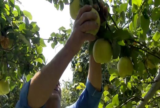 آغاز برداشت محصول بِه در فلاورجان