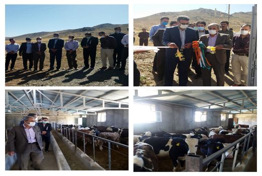 افتتاح طرح پرواربندی گوساله 50 راسی در روستای کنگره