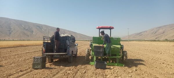 نخستین کشت مکانیزه زعفران در استهبان اجرا شد