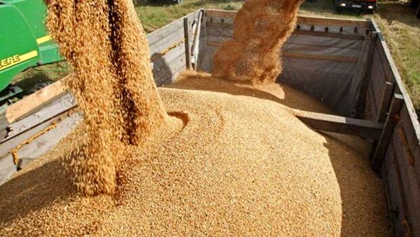 خرید 9408 تن نهاده دامی از سامانه بازارگاه 
