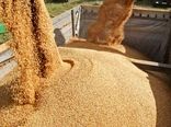 خرید 9408 تن نهاده دامی از سامانه بازارگاه 